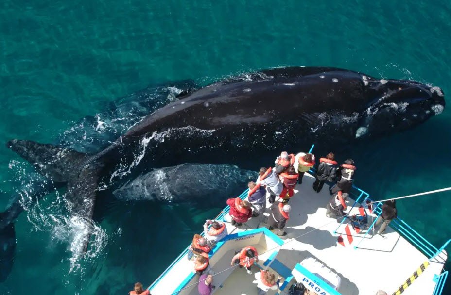 Valdes Peninsula, Chubut Province, Argentina